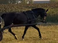 Yegua, Dutch warmblood horse — foto 3