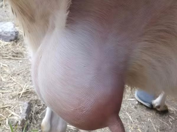 Koza, Saanen goat