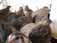 Quails — photo 2