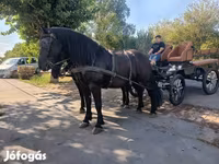 Yegua, Friesian — foto 6