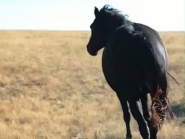 Бие, Kazakh horse