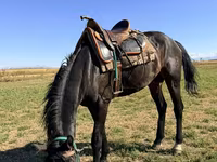 Pastuv, Karachay horse — fotografija 2