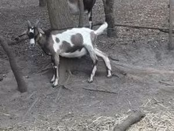 公山羊, Nubian Goat