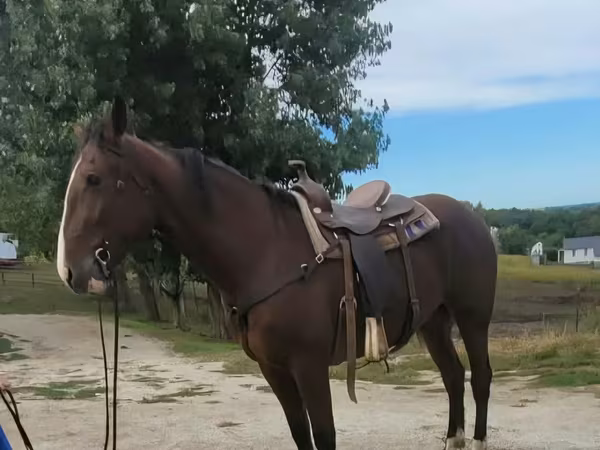 Hengst, Quarter Horse