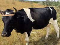 母牛, Russian Black pied cattle — 照片 1