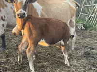 Bik, Simmental cattle — fotografija 4