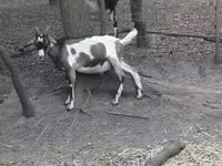 Boucs, Nubian Goat — photo 1