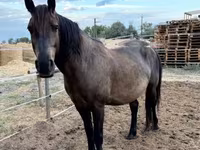 Caballo, Hucul pony — foto 2