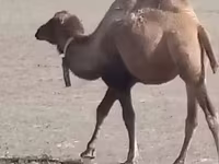 Deva, Kazakh Bactrian camel — fotografija 2