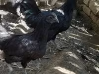 Chickens — फ़ोटो 1