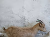 Koza, Saanen goat — zdjęcie 2