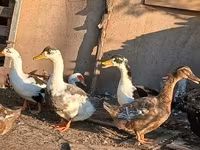 Ducks — Foto 4