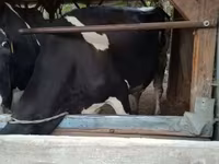 Vaca, Russian Black pied cattle — foto 2