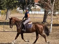 Kobila, Hungarian horse breed — fotografija 4