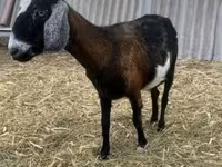 雄ヤギ, Alpine goat — 写真 1