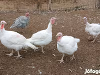 Turkeys — फ़ोटो 1