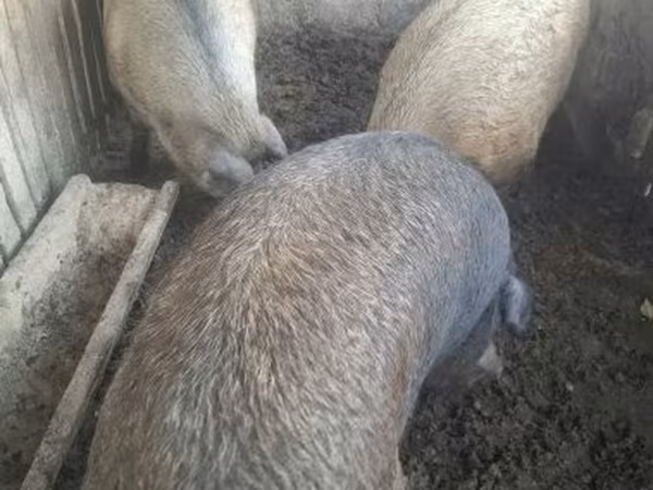 Vepar, Дюрок