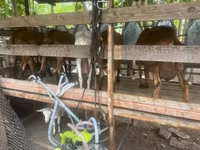 Cabra, Cabras — foto 3