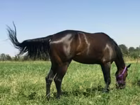 Mare, Anglo-Arabian — photo 1