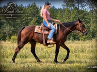 Kobila, Quarter Horse — fotografija 2