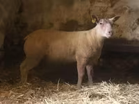 Ovan, Charollais sheep — fotografija 2