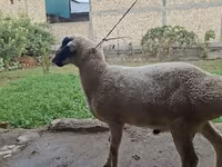 मेढ़ा, Blackheaded Persian sheep — फ़ोटो 2