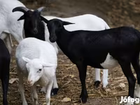 Sheep, Cameroon sheep — photo 3