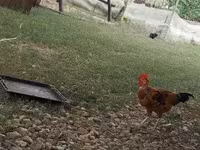 Chickens — الصورة 2