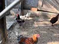Marans — foto 7