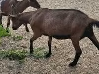 Koza, Alpine goat — zdjęcie 4