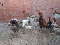 Chickens — fotografija 3