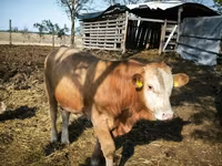 公牛, Limousin cow — 照片 2