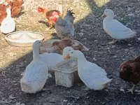 Chickens — fotografija 4