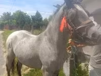 Cavalo, Cavalos — foto 1