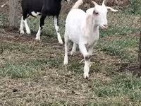 Теке, Nubian Goat — 3-сурет