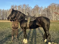 Pastuv, Kustanai horse — fotografija 2
