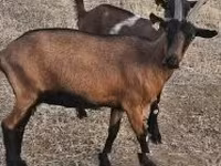 Koza, Alpine goat — zdjęcie 3