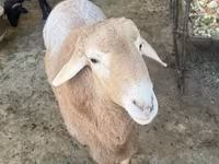 Baran, Arashan sheep — zdjęcie 4