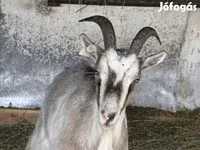 Cabra, Cabras — foto 3