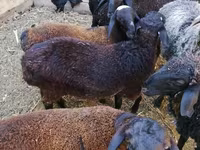Qoç, Arabi sheep — foto 6