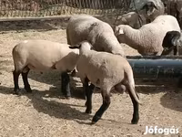 Widder, White Suffolk sheep — Foto 5