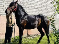 Pastuv, Swedish warmblood horse — fotografija 1