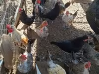 Chickens — 写真 1