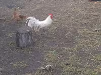 Chickens — zdjęcie 4