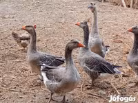 Geese — الصورة 3