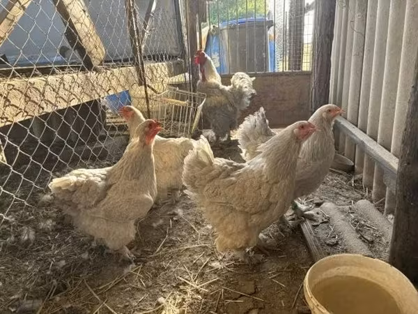 Brahma