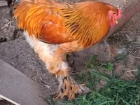 براهما — الصورة 2