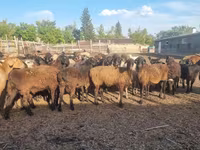 Вівця, Hissar sheep — фото 1