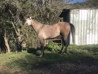 Pastuv, Arabian horse — fotografija 8