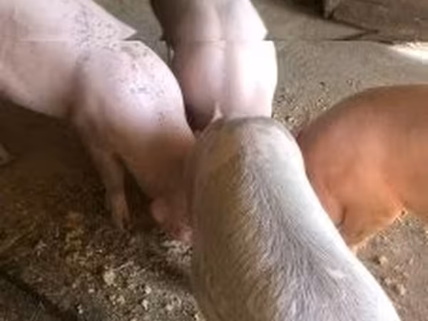 Verrat, Porcs — Hongrie